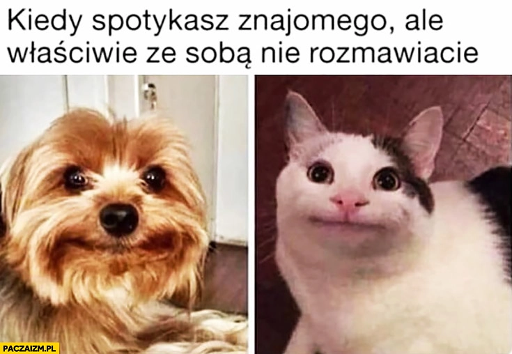 
    Kiedy spotykasz znajomego ale właściwie ze sobą nie rozmawiacie pies kot z głupią miną