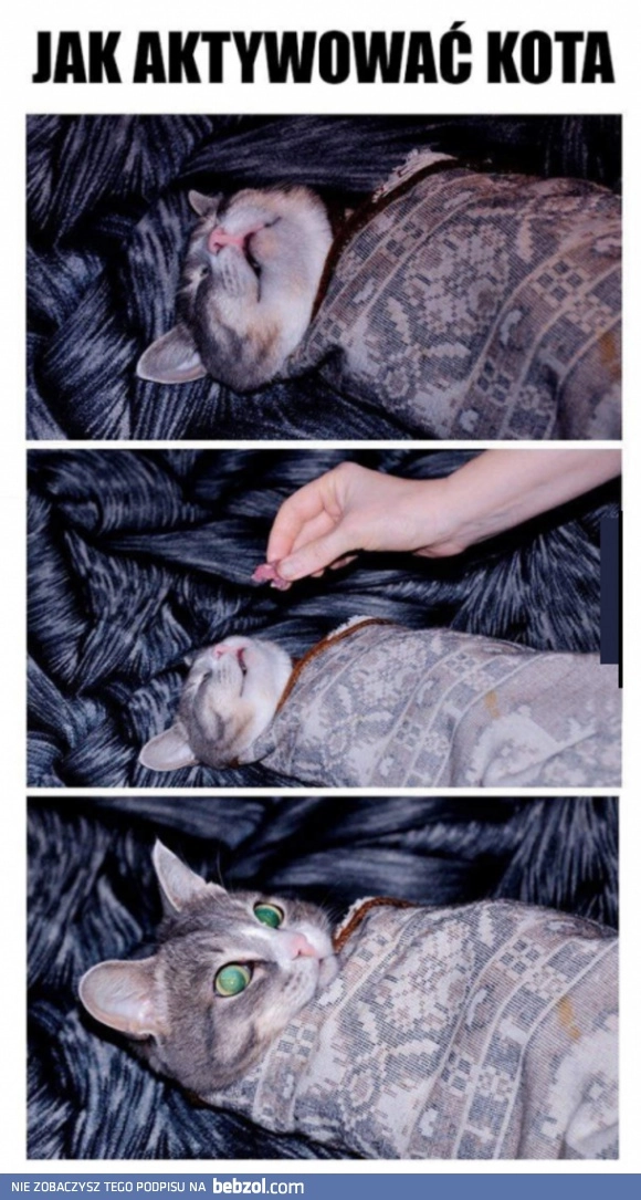 
    Aktywacja kota