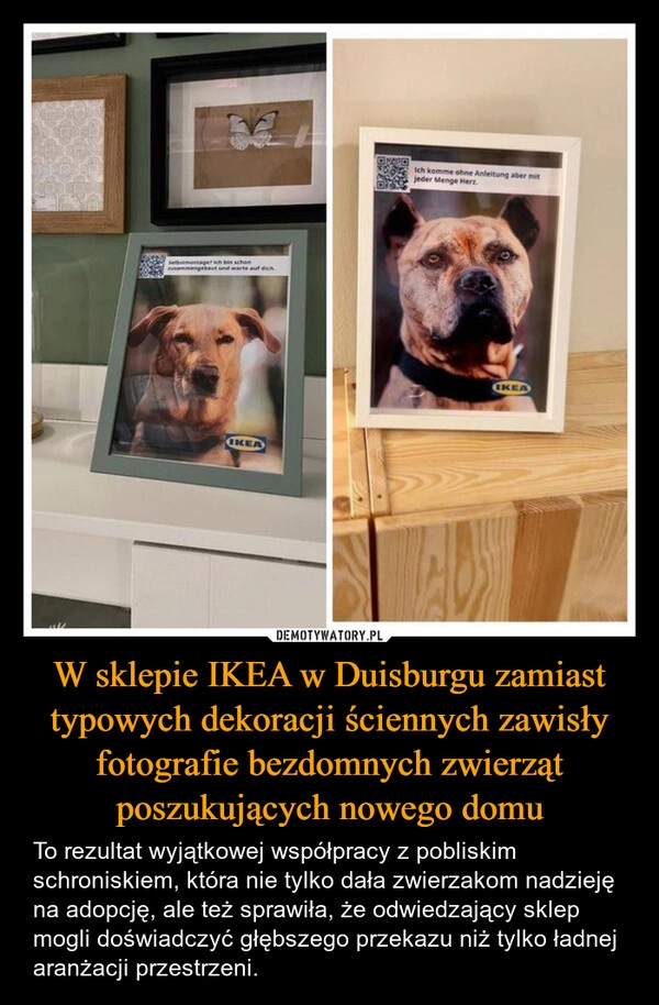 
    W sklepie IKEA w Duisburgu zamiast typowych dekoracji ściennych zawisły fotografie bezdomnych zwierząt poszukujących nowego domu