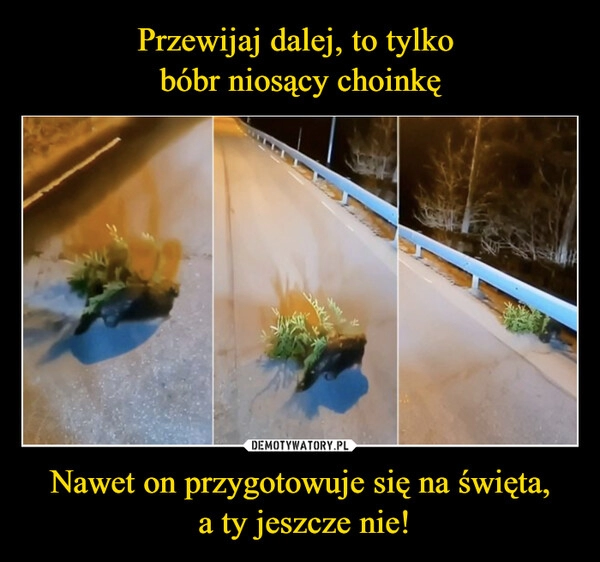 
    Przewijaj dalej, to tylko 
bóbr niosący choinkę Nawet on przygotowuje się na święta,
 a ty jeszcze nie!