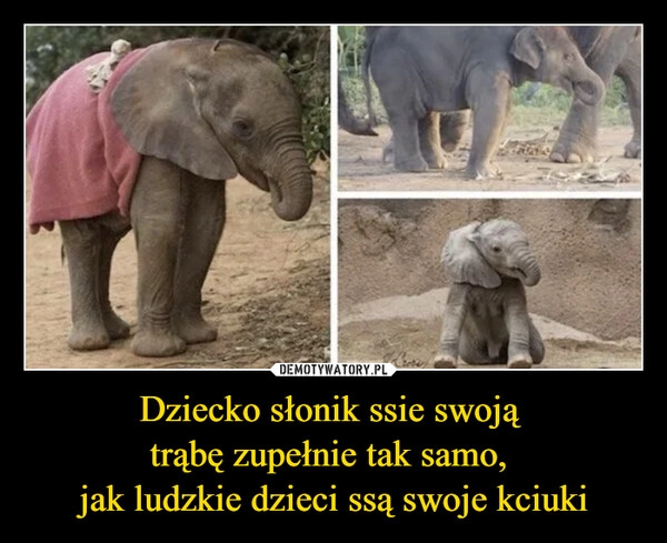 
    Dziecko słonik ssie swoją 
trąbę zupełnie tak samo, 
jak ludzkie dzieci ssą swoje kciuki