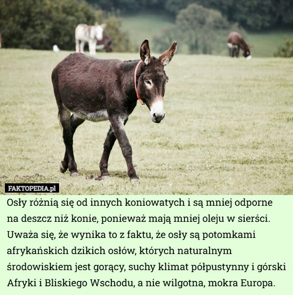 
    Osły różnią się od innych koniowatych i są mniej odporne na deszcz niż konie,