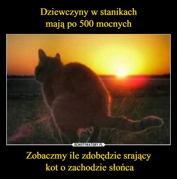 
    Dziewczyny w stanikach
mają po 500 mocnych Zobaczmy ile zdobędzie srający
 kot o zachodzie słońca