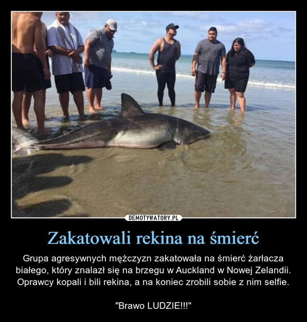 
    Zakatowali rekina na śmierć