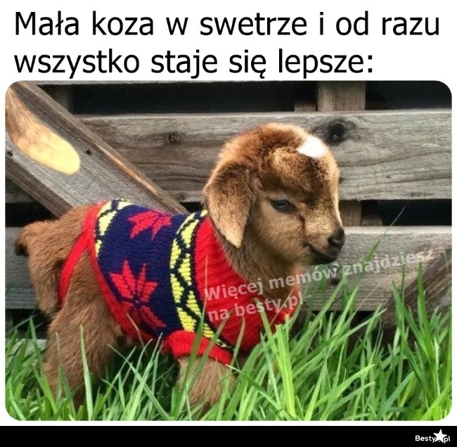 
    Coś na osłodę dnia 