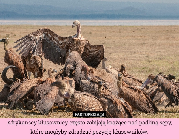 
    Afrykańscy kłusownicy często zabijają krążące nad padliną sępy, które mogłyby