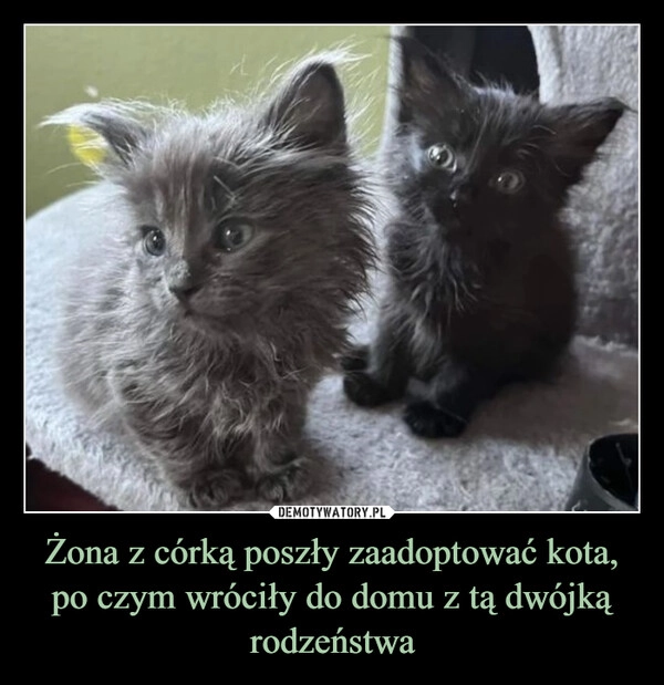 
    Żona z córką poszły zaadoptować kota, po czym wróciły do domu z tą dwójką rodzeństwa