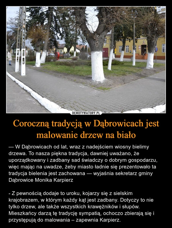 
    Coroczną tradycją w Dąbrowicach jest malowanie drzew na biało