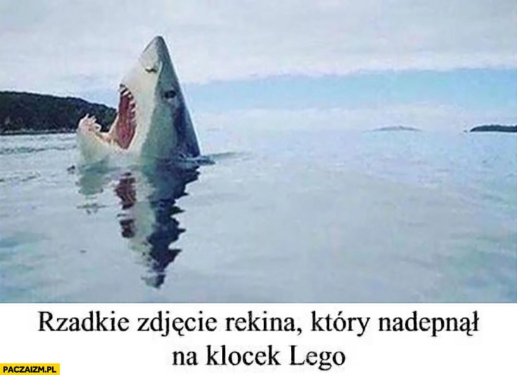 
    Rzadkie zdjęcie rekina, który nadepnął na klocek LEGO