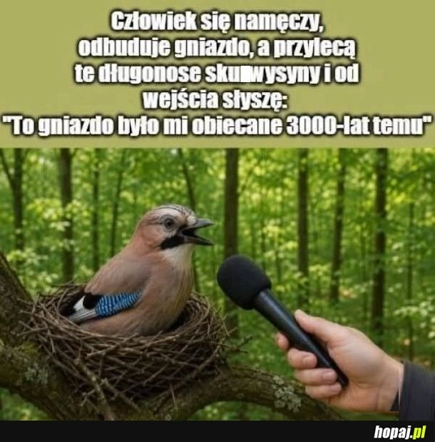 
    Typowe