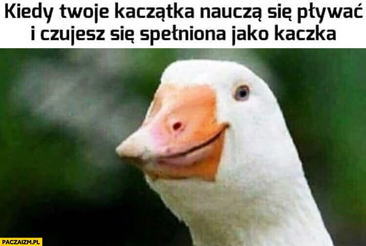 
    Kiedy Twoje kaczątka naucza się pływać i czujesz się spełnioną jako kaczka