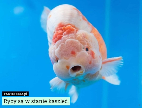 
    Ryby są w stanie kaszleć.