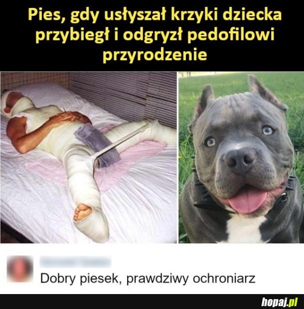 
    Dobry piesek