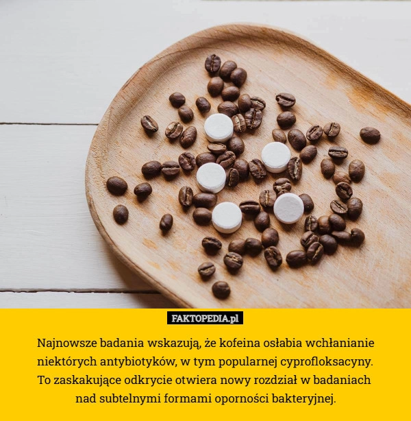 
    Najnowsze badania wskazują, że kofeina osłabia wchłanianie niektórych antybiotyków,