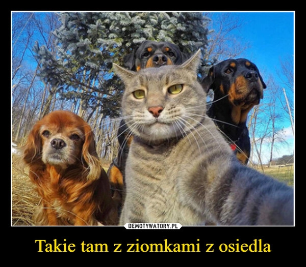 
    Takie tam z ziomkami z osiedla