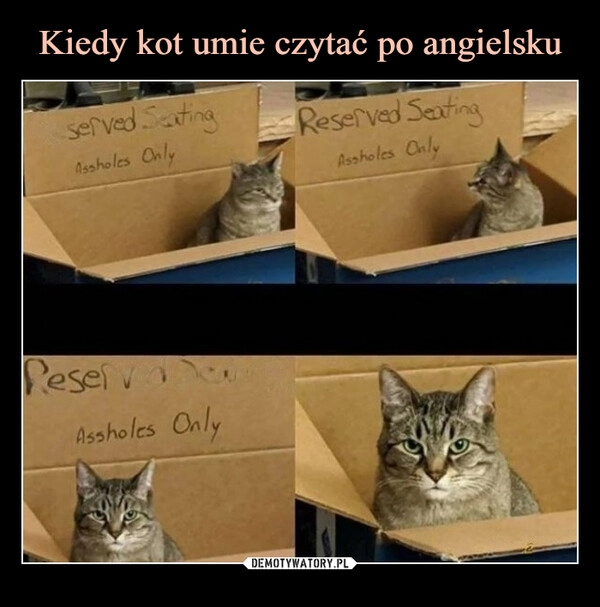 
    Kiedy kot umie czytać po angielsku