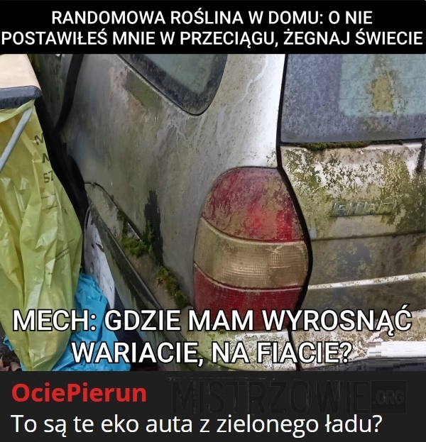 
    Roślina