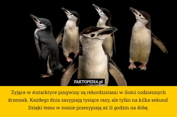 
    Żyjące w Antarktyce pingwiny są rekordzistami w ilości codziennych drzemek.