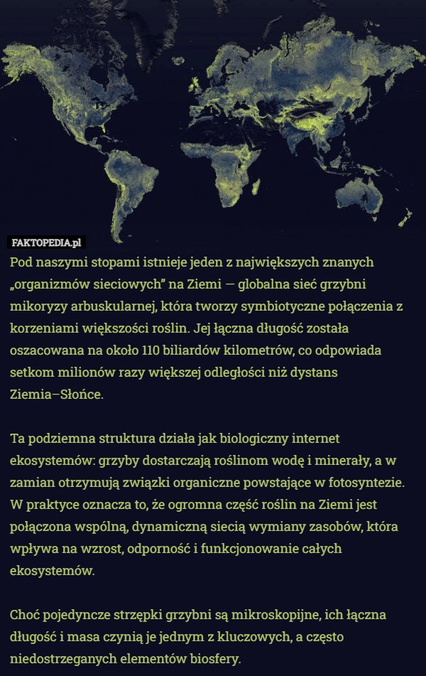 
    Pod naszymi stopami istnieje jeden z największych znanych „organizmów sieciowych”
