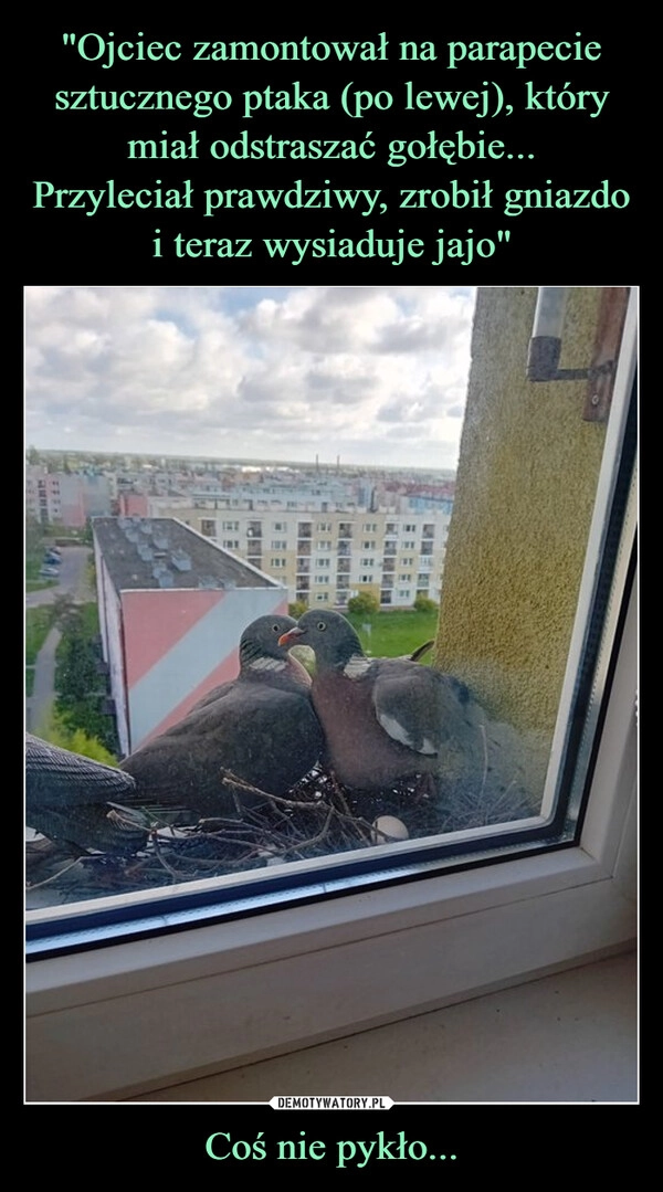 
    "Ojciec zamontował na parapecie sztucznego ptaka (po lewej), który miał odstraszać gołębie...
Przyleciał prawdziwy, zrobił gniazdo i teraz wysiaduje jajo" Coś nie pykło...