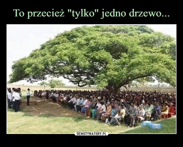 
    To przecież "tylko'' jedno drzewo...