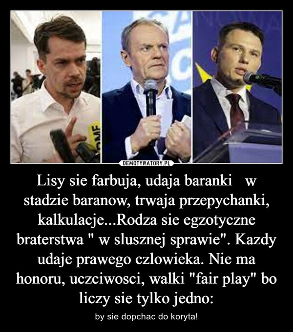 
    Lisy sie farbuja, udaja baranki   w stadzie baranow, trwaja przepychanki, kalkulacje...Rodza sie egzotyczne braterstwa " w slusznej sprawie". Kazdy udaje prawego czlowieka. Nie ma honoru, uczciwosci, walki "fair play" bo liczy sie tylko jedno: