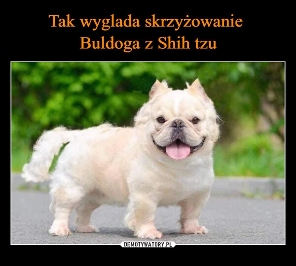 
    Tak wyglada skrzyżowanie 
Buldoga z Shih tzu