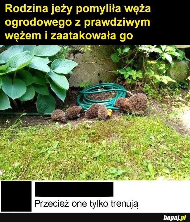 
    Groźne jeże