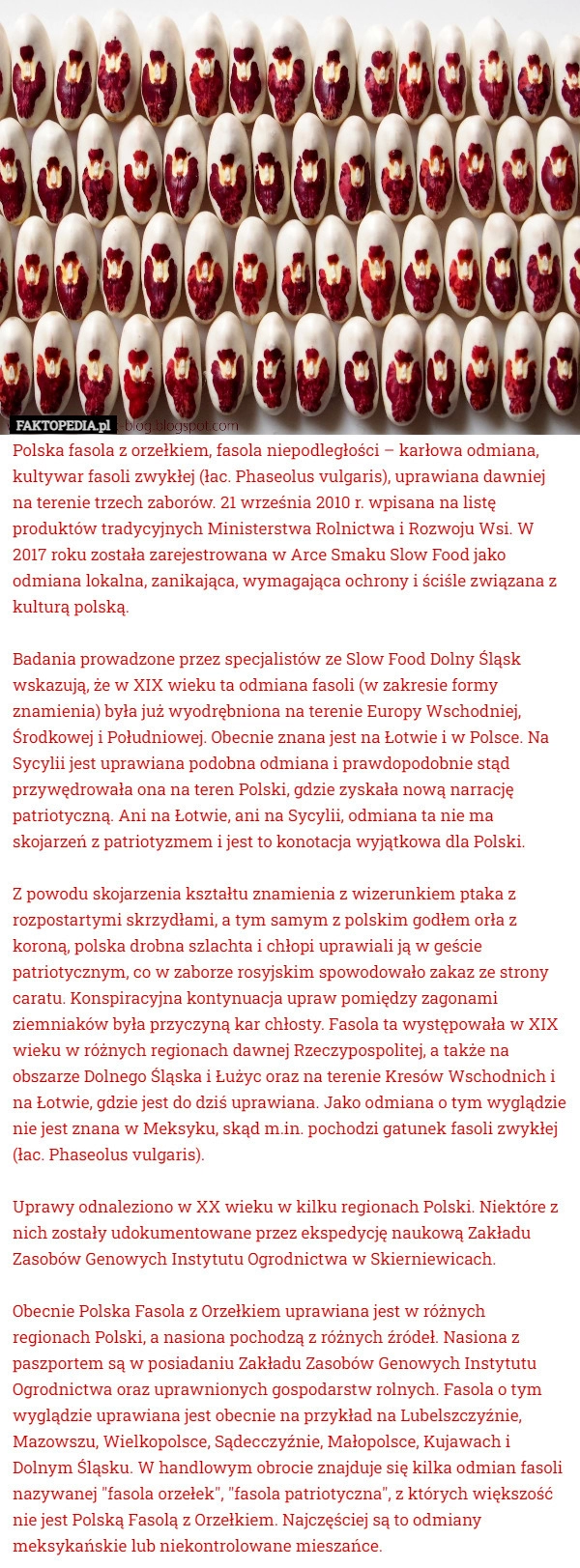 
    
			Polska fasola z orzełkiem, fasola niepodległości – karłowa odmiana, kultywar..					