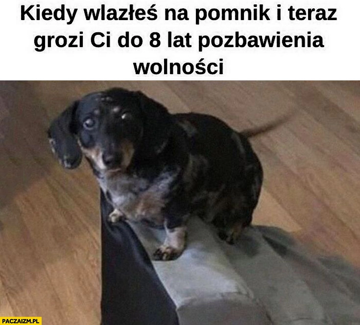 
    Kiedy wlazłeś na pomnik i teraz grozi Ci do 8 lat pozbawienia wolności pies piesek schody smoleńskie