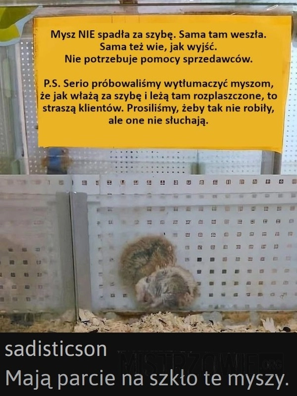 
    Myszy