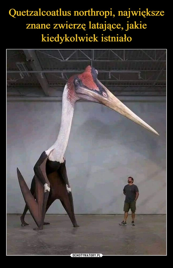 
    Quetzalcoatlus northropi, największe znane zwierzę latające, jakie kiedykolwiek istniało