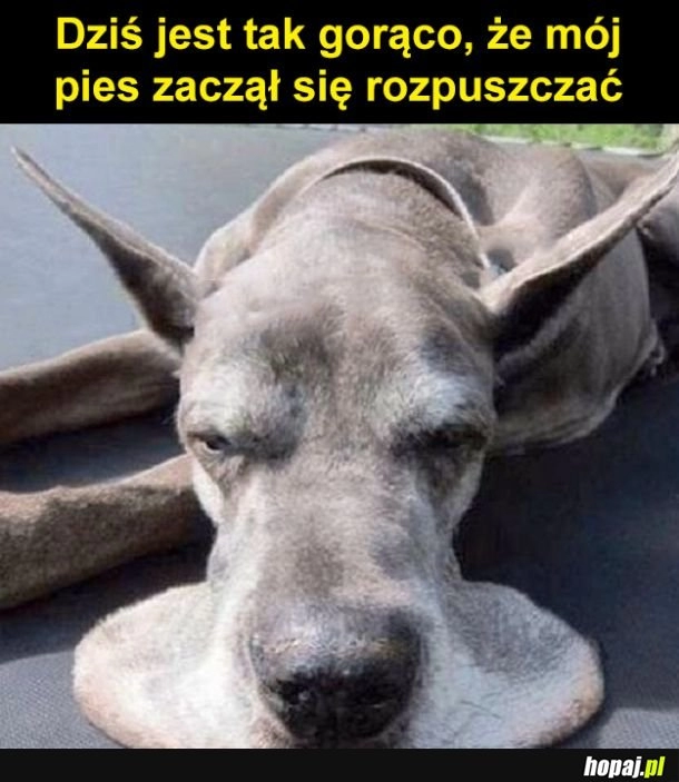 
    Pieseł