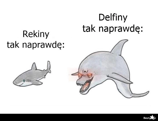 
    Rekiny i delfiny 