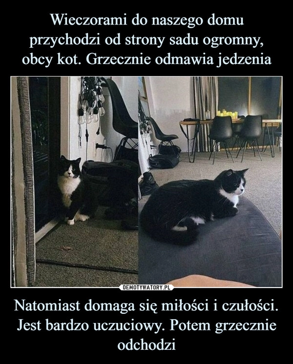 
    Wieczorami do naszego domu przychodzi od strony sadu ogromny, obcy kot. Grzecznie odmawia jedzenia Natomiast domaga się miłości i czułości. Jest bardzo uczuciowy. Potem grzecznie odchodzi