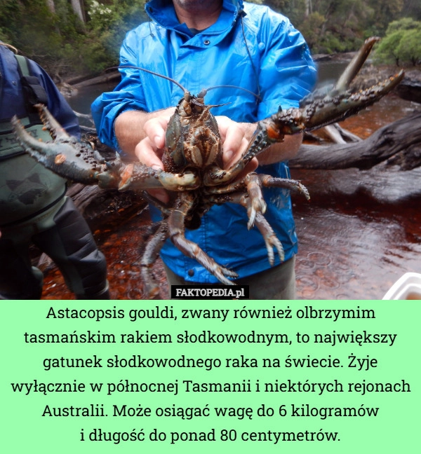 
    Astacopsis gouldi, zwany również olbrzymim tasmańskim rakiem słodkowodnym,