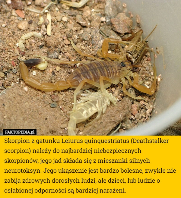 
    Skorpion z gatunku Leiurus quinquestriatus (Deathstalker scorpion) należy