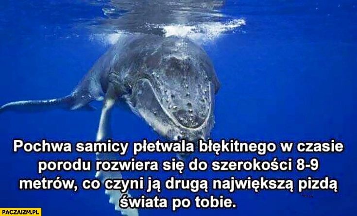 
    Narządy rozrodcze samicy płetwala błękitnego w trakcie porodu osiągają 9 metrów co czyni je drugą największą picza świata po Tobie