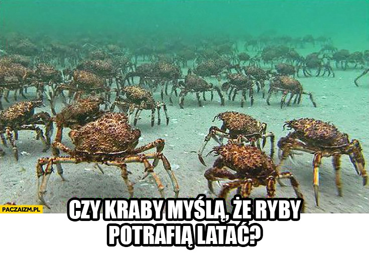 
    Czy kraby myślą, że ryby potrafią latać?