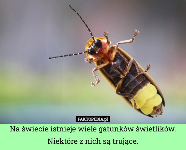 
    Na świecie istnieje wiele gatunków świetlików. Niektóre z nich są trujące.