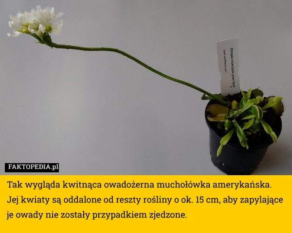 
    Tak wygląda kwitnąca muchołówka amerykańska. Jej kwiaty są oddalone od reszty