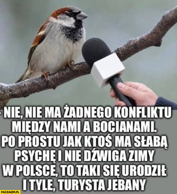 
    Wróbel nie ma żadnego konfliktu z bocianami po prostu jak ktoś ma słabą psychę i nie dźwiga zimy w Polsce to taki się urodził i tyle turysta jechany