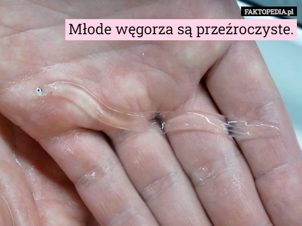 
    Młode węgorza są przeźroczyste.