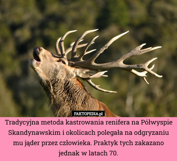 
    Tradycyjna metoda kastrowania renifera na Półwyspie Skandynawskim i okolicach