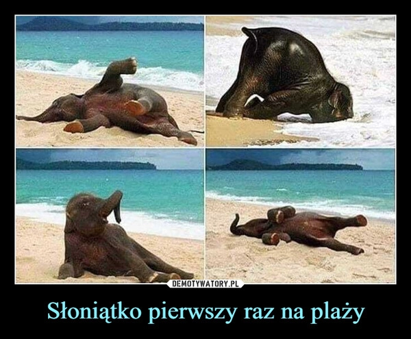 
    
Słoniątko pierwszy raz na plaży 