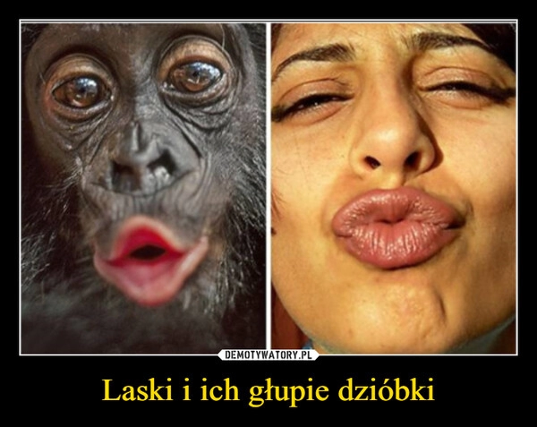 
    Laski i ich głupie dzióbki