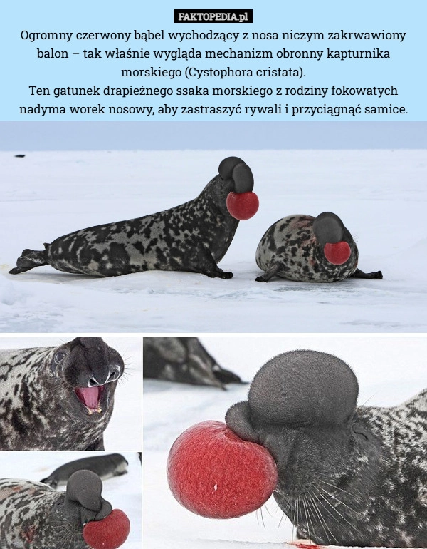 
    Ogromny czerwony bąbel wychodzący z nosa niczym zakrwawiony balon – tak
