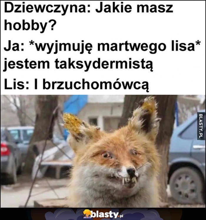 
    Dziewczyna: jakie masz hobby? Ja: wyjmuję martwego lisa jestem taksydermistą, lis: i brzuchomówcą