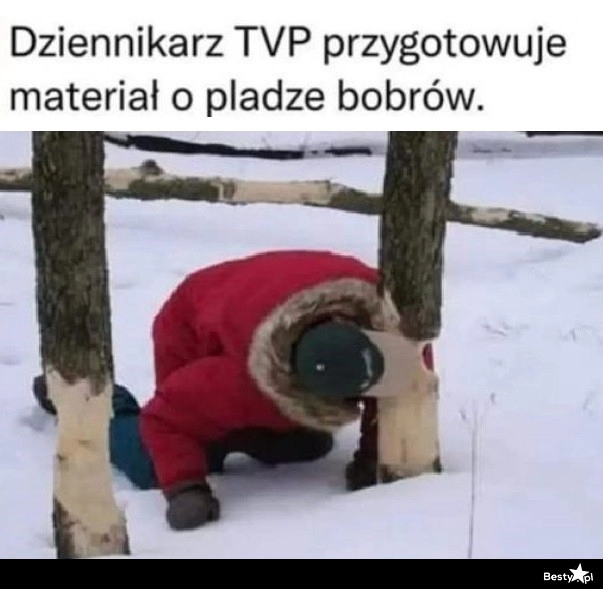 
    TVP 