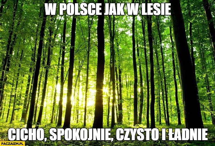 
    W Polsce jak w lesie: cicho, spokojnie, czysto i ładnie